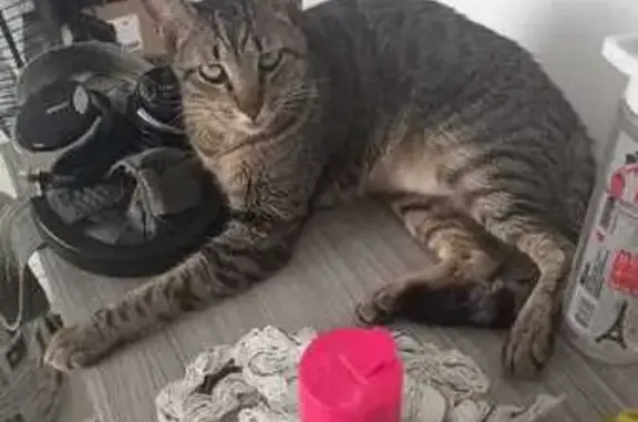 Gato desaparecido Macho (brl00...