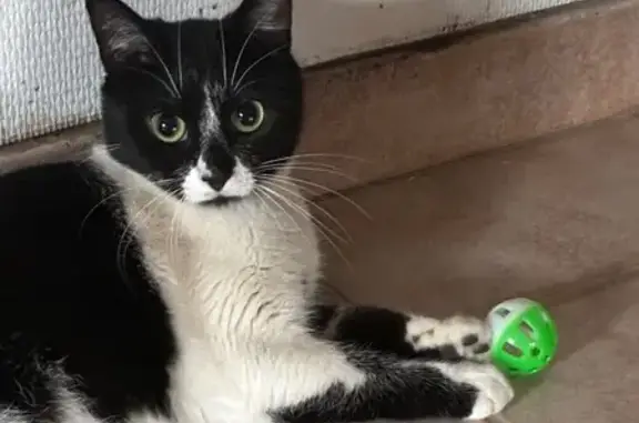 Chat disparu Fille, Signy-le-Petit (fl591414) - photo