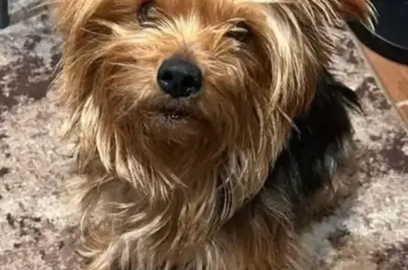 Зникла собака, проспект Металургів, 1, Кривий Ріг - порода йокшерський тер'єр - photo