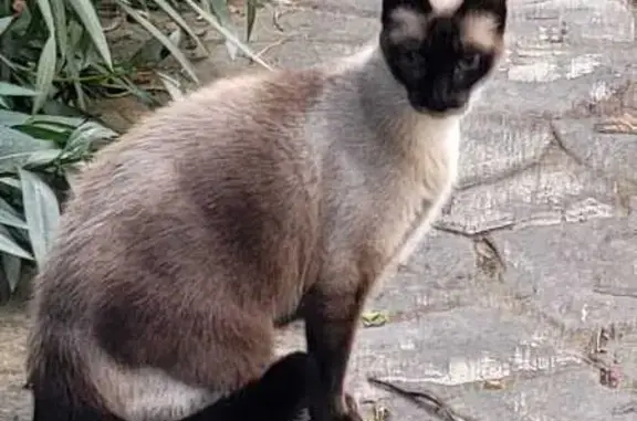 Animaux perdus Pibrac, photo: Chat perdu, Square des Pins, Pibrac - femelle de 15 ans