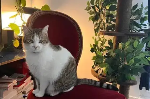 Chat perdu, Chemin du Marcreux, Aubervilliers - collier vert réfléchissant - photo