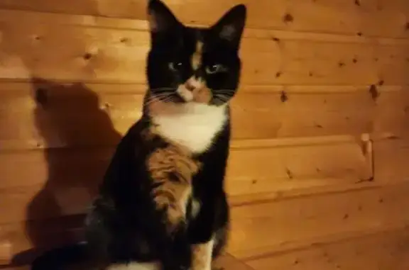Animaux perdus Le Havre, photo: Chat perdu, Impasse des Étangs, Le Havre - tricolore et assez petite