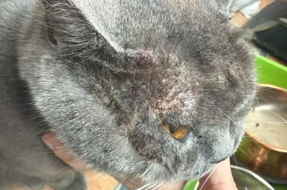 Gatos perdidos, Marbella, foto: Perdido gato, Avenida de las Palmeras, Marbella - British shorthair