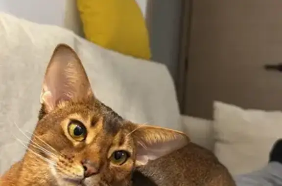 Gatos perdidos, Alicante, foto: Perdido gato macho, Calle Cánovas del Castillo, 41, Alicante