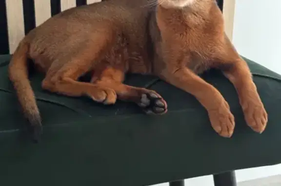 Perdido gato macho, Calle Cánovas del Castillo, 41, Alicante - photo