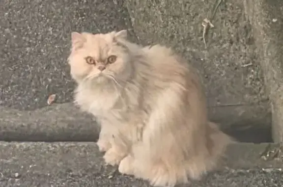 Animaux trouvés Grasse, photo: Chat trouvé, Boulevard du Maréchal Leclerc, Grasse - chat beige apeuré