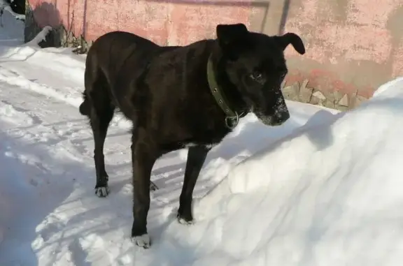 Зникла собака, Оболонська вулиця, Мерефа - чорного окрасу, 12 років - photo