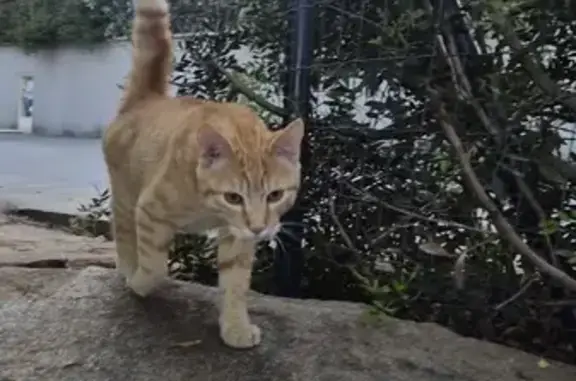 Animaux trouvés Saint-Gély-du-Fesc, photo: Chat trouvé, Rue de la Roussanne, Saint-Gély-du-Fesc - jeune mâle
