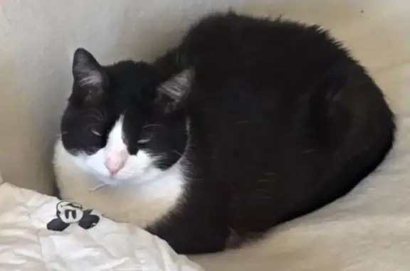 Animaux trouvés Paris, photo: Chat perdu mâle, Allée Pablo Picasso, 14, Mons-en-Barœul - collier marron
