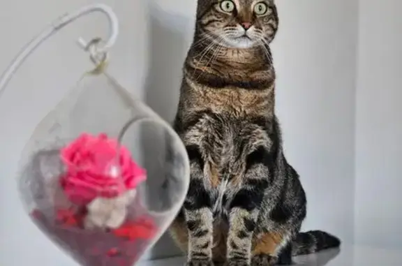 Animaux perdus Tonnay-Charente, photo: Chat perdu, Rue Vavasseur, Tonnay-Charente - Picsou identifié