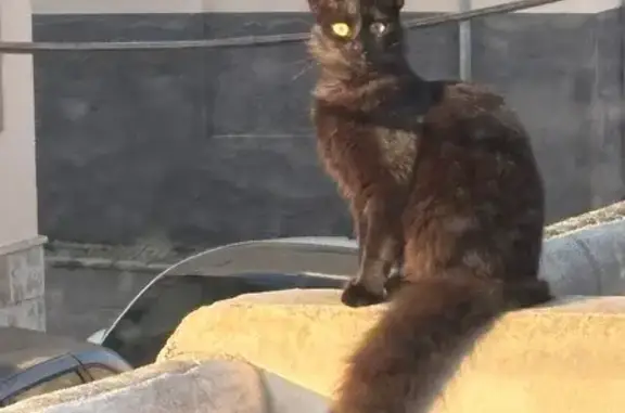 Perdido gato, Carrer de na Comtessa, 68, Manacor - hembra sorda - photo