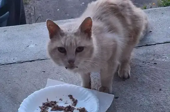 Animaux trouvés Sin-le-Noble, photo: Chat trouvé, Allée Yves Duteil, Sin-le-Noble - chat roux très clair