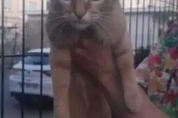 Animaux trouvés Schiltigheim, photo: Chat trouvé, Route de Bischwiller, Schiltigheim - mâle non castré