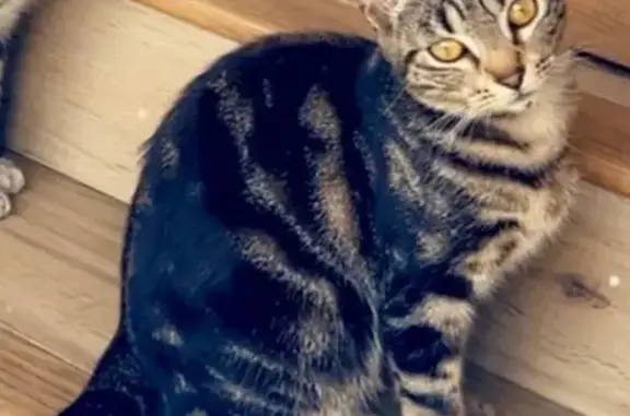 Chat perdu, Cagnes-sur-Mer, photo: Chat perdu, Chemin des Petits Plans, Cagnes-sur-Mer - femelle tigrée avec petite queue