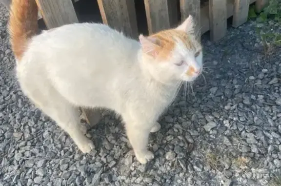 Animaux trouvés Paris, photo: Chat trouvé, Cherveux, Nouvelle-Aquitaine - sociable et castré
