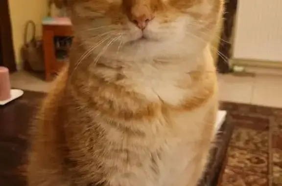 Animaux perdus Beauvais, photo: Chat perdu, Rue de Clermont, Beauvais - femelle blanche et rousse