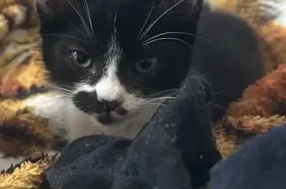 Gato desaparecido Macho (brl00...