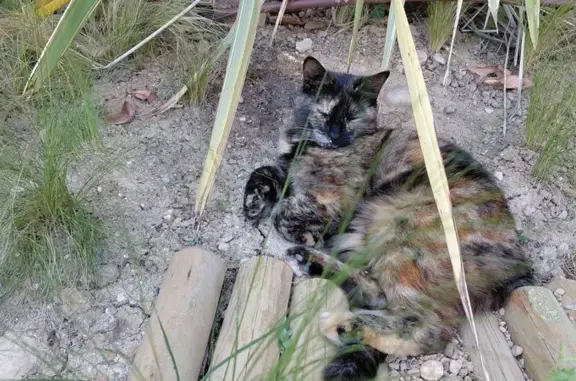 Animaux perdus Francheville, photo: Chat perdu, Avenue de l'Aqueduc de Beaunant, Fontaine-le-Comte - écaille de tortue