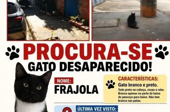 Gato desaparecido Macho (brl00...