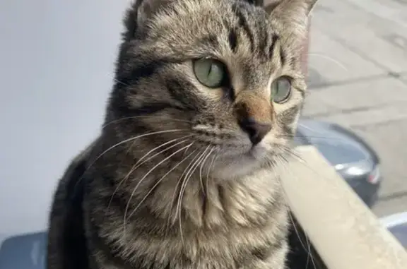 Gatos perdidos, Alcobendas, foto: Perdido gato, Calle de Santa Basilia, 8, Alcobendas - hembra con chip