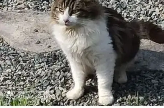 Chat trouvé Paris, photo: Chat trouvé, Couëron, Pays de la Loire - poil long et gris