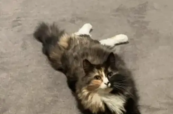 Lost pets Hobart, photo: Lost female cat, View Street, Hobart City - long-haired calico