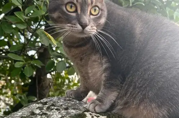Chat perdu, Paris, photo: Chat perdu, Rue des Chamois, Toulouse - femelle avec collier bleu