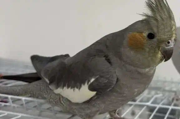 Lost bird, Northeast 1st Place...