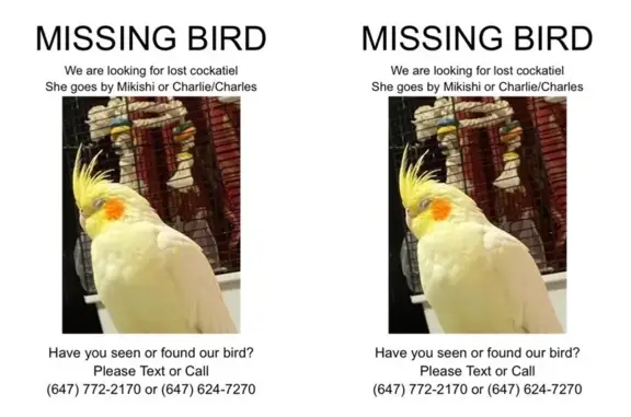 Lost bird, Glebeholme Boulevar...