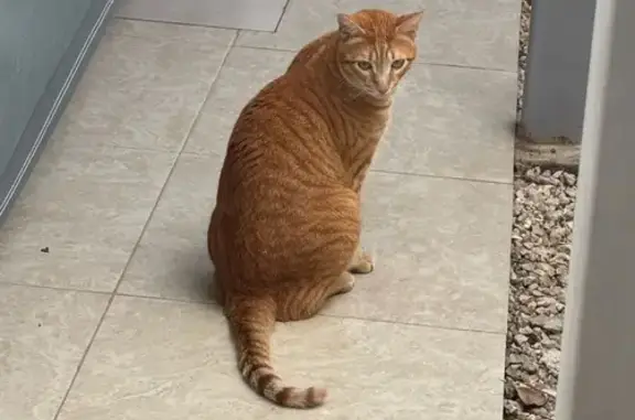 Animales perdidos Merida, foto: Perdido gato, Calle 9, Mérida - color naranja, pecho blanco