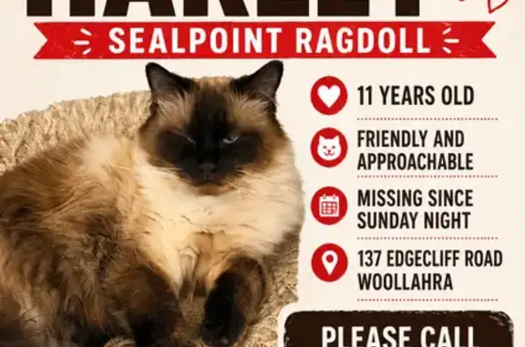 Lost cat, Edgecliff Road, Woollahra, Sydney - very friendly male - photo