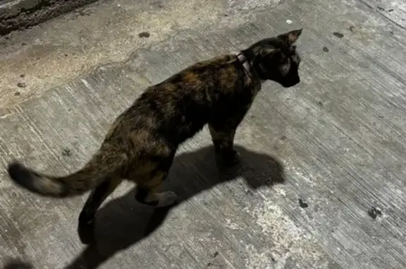 Perdido gato hembra, Avenida Balamtun, 12, Playa del Carmen - collar rosa - photo