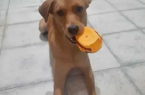 Perdido perro, Calle 16 de Septiembre, San Pedro Tlaquepaque - Nala, color canela - photo