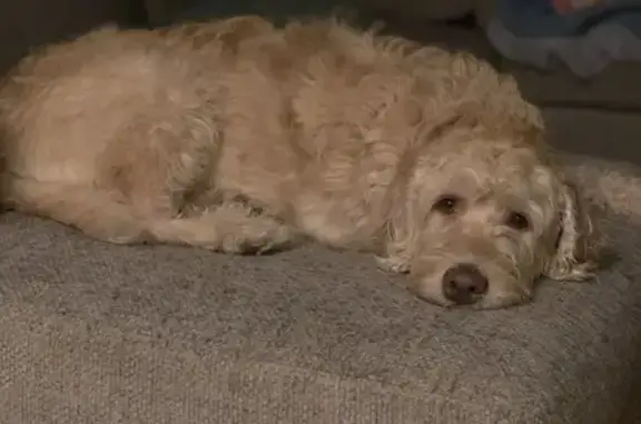 Lost dog, West Prairie Street, 200, Camp Point, Quincy - wirey haired golden doodle - photo