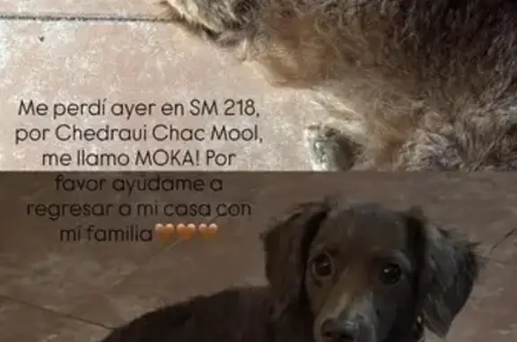 Perdido perro hembra, Calle 31 Poniente, 259, Cancún - photo
