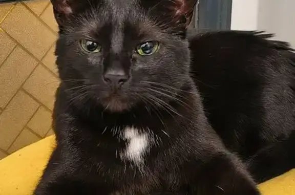 Chat perdu, Rue de Craiova, 65, Nanterre - répond au nom de Coco - photo