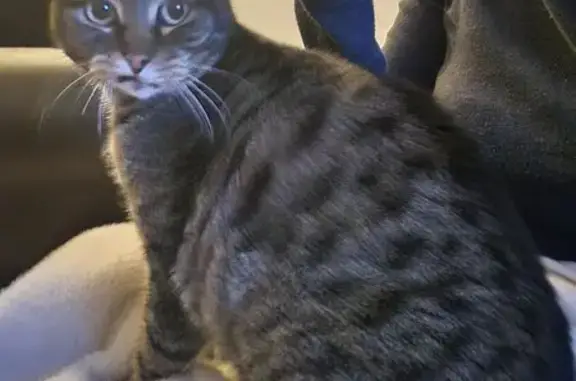 Animaux perdus Ploudaniel, photo: Chat perdu, Kernévez Bodillo, Ploudaniel - Loki, 12 ans, tigré