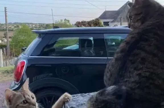 Animaux trouvés Condé-sur-Noireau, photo: Chat trouvé, Rue René Lenormand, Condé-en-Normandie - jeune chatte tigrée