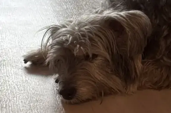 Found dog Sengkang, photo: Found female dog, Singapore 518769, Sengkang - pink collar