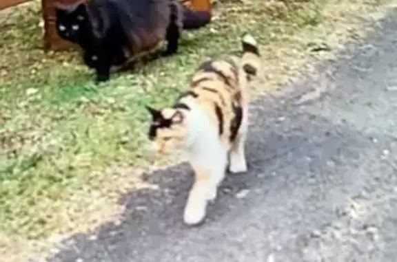 Animaux perdus Saint-Hilaire-de-Riez, photo: Chat perdu, Chemin de Petite Baisse, Saint-Hilaire-de-Riez - chatte tricolore tatouée
