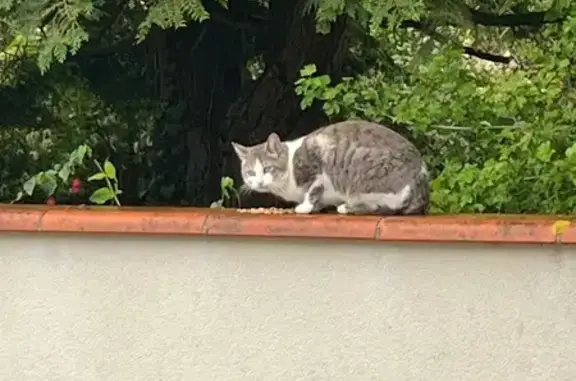 Animaux trouvés Morlaàs, photo: Chat trouvé, Chemin de Capburgue, Morlaàs - blanc et gris