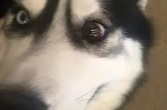 Chien perdu, Route du Gas, Sazeret - husky sibérien noir et blanc - photo