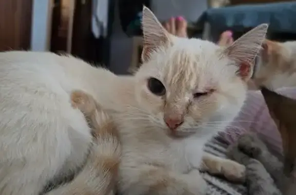 Perdido gato macho, Avenida de Jaén, Chipiona, Sevilla - un ojo menos - photo