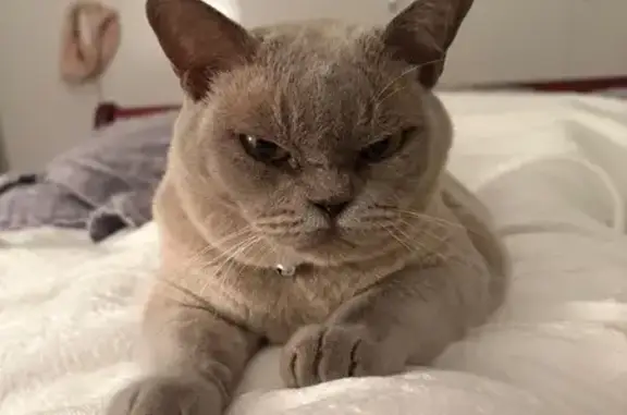 Lost male cat, Parkland Boulevard, Brisbane - lilac Burmese - photo