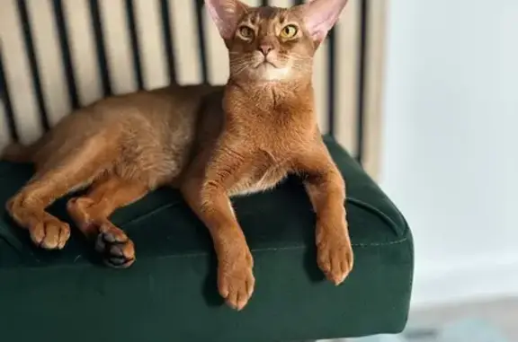 Gatos perdidos, Alicante, foto: Perdido gato, Calle Amadeo de Saboya, Alicante - abisinio macho con microchip