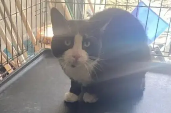 Animaux trouvés Paris, photo: Chat trouvé, Ifs, Normandie - mâle non castré