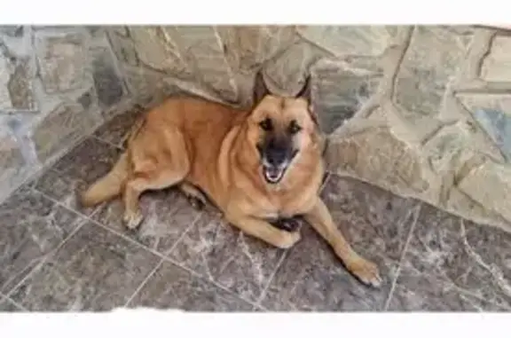 Perdido perro, Partida de Algoros, 1275A, Elche - color canela - photo