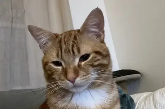 Chat perdu, Rue Guadet, 61, Saint-Émilion - mâle roux sans collier - photo