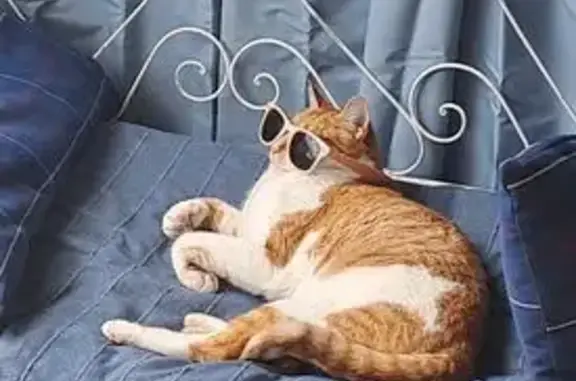Animaux perdus Perpignan, photo: Chat perdu, Rue de la Louve, Villeveyrac, Perpignan - grand chat roux