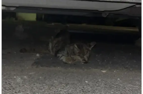 Animaux trouvés Paris, photo: Chat trouvé, Boulevard Docteur Charles Barnier, Toulon - tigré et très maigre